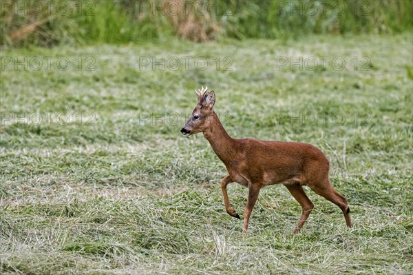 European roe deer