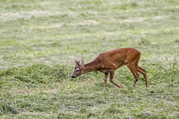 European roe deer