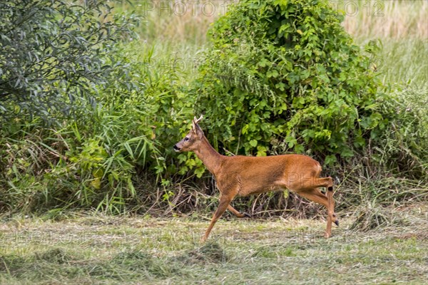 European roe deer