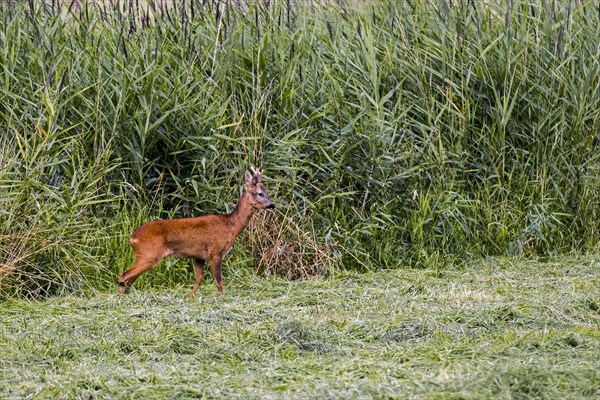 European roe deer