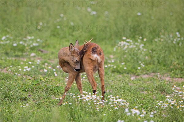 European roe deer