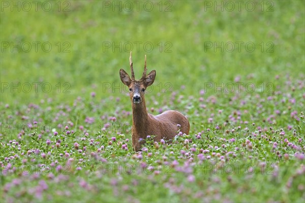 European roe deer