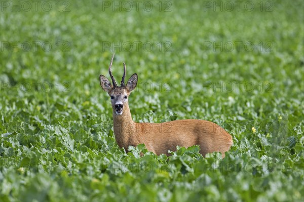 European roe deer