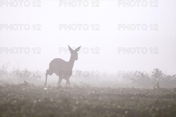 European roe deer