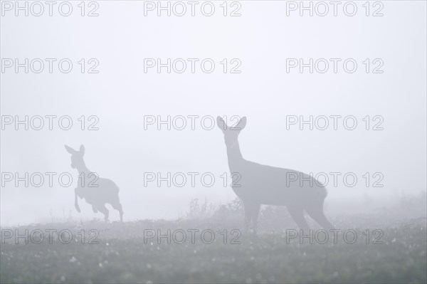 European roe deer