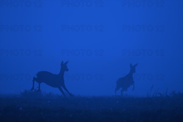 European roe deer