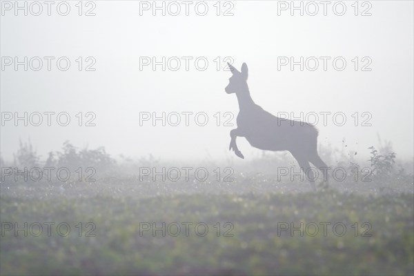 European roe deer