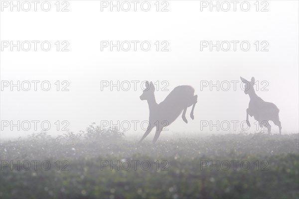 European roe deer