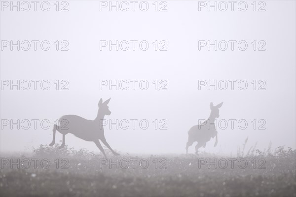 European roe deer