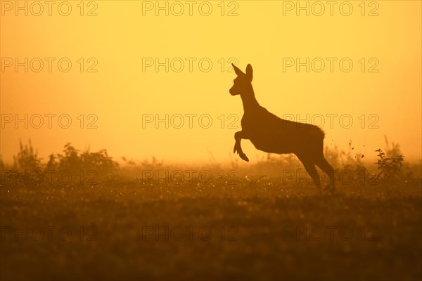 European roe deer