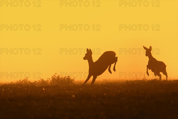 European roe deer