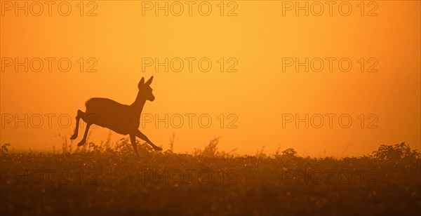 European roe deer