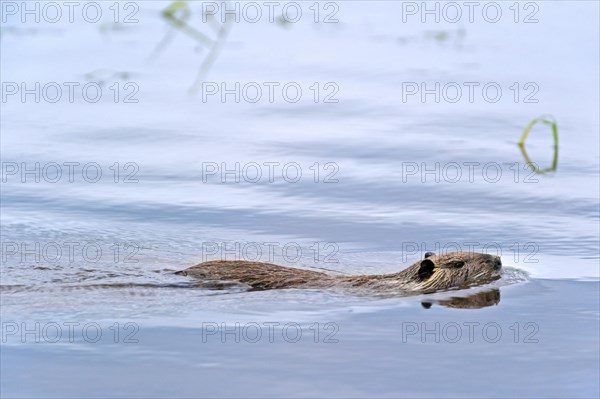 Coypu