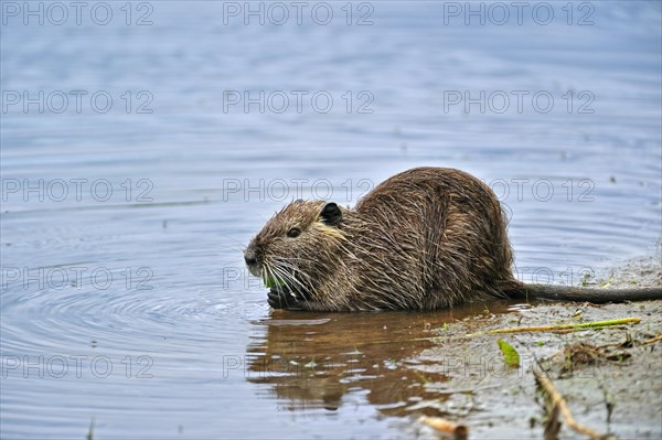 Coypu