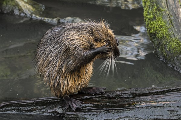 Juvenile nutria