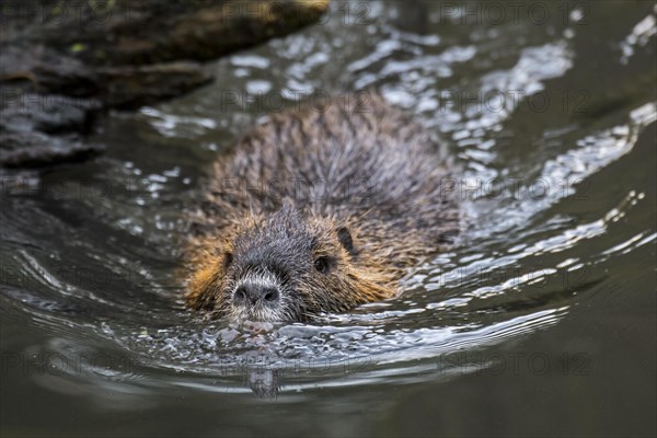 Coypu