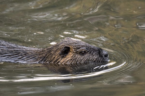 Coypu