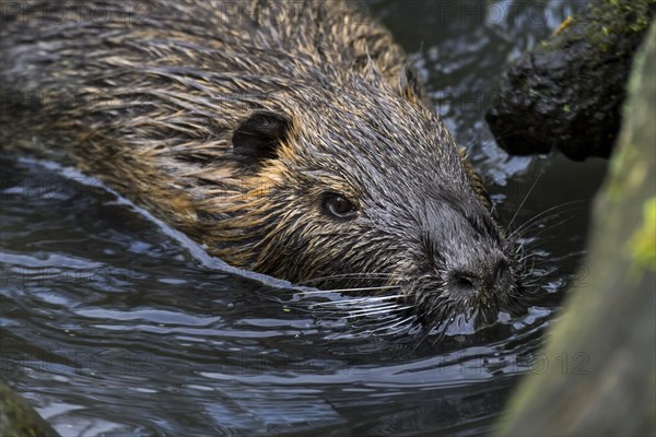 Coypu