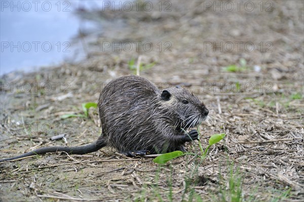 Coypu