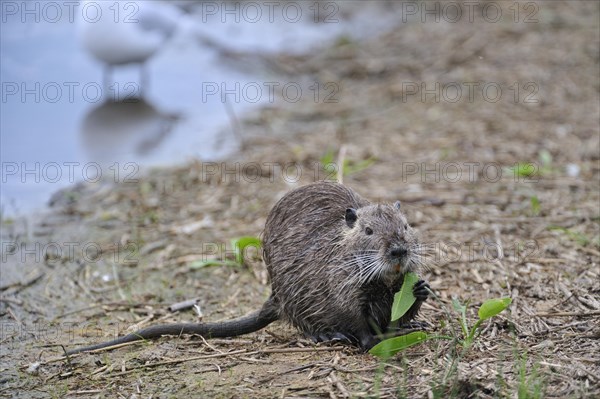 Coypu