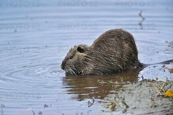 Coypu