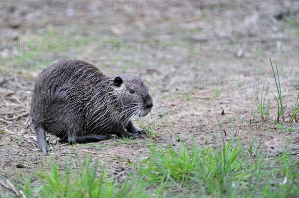 Coypu