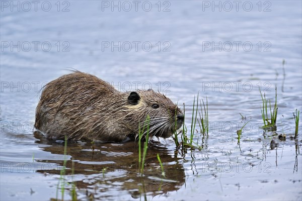 Coypu