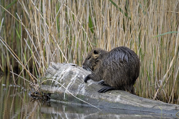 Coypu