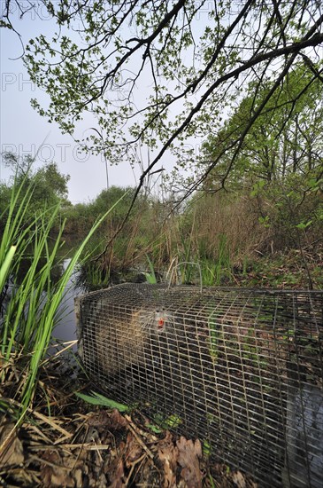 Coypu