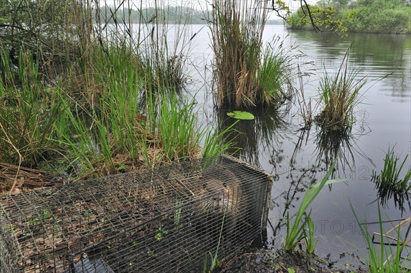 Coypu