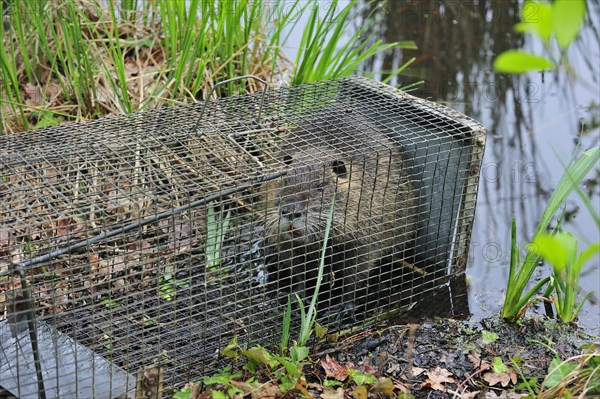 Coypu