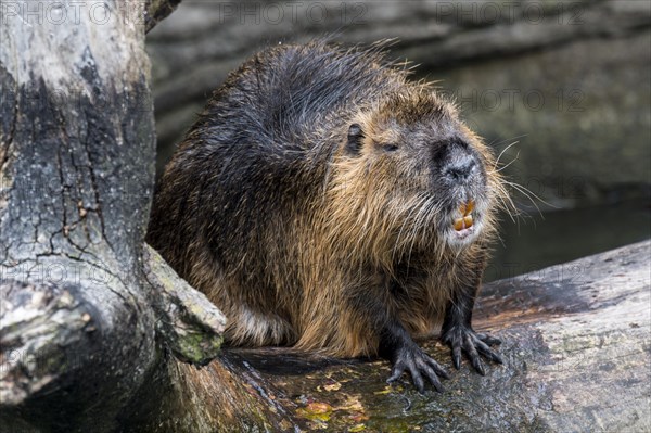 Coypu