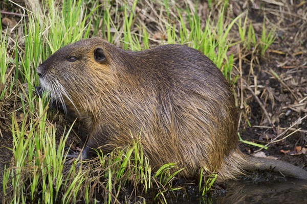 Coypu