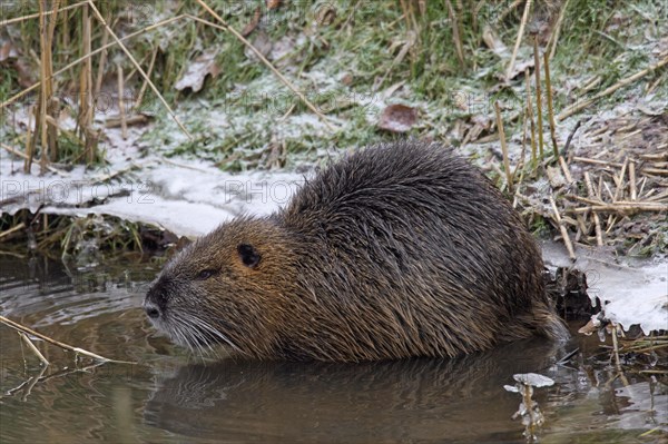 Coypu