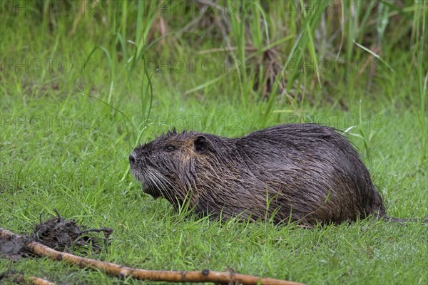 Coypu