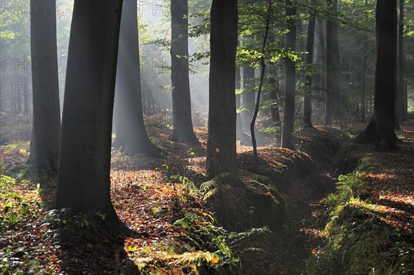 Sunrays shining through broad-leaved forest with beech trees in autumn colours at sunset creating a tranquil atmosphere