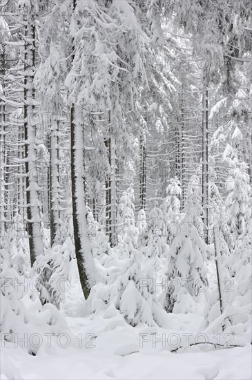 Pine tree forest in the snow in winter
