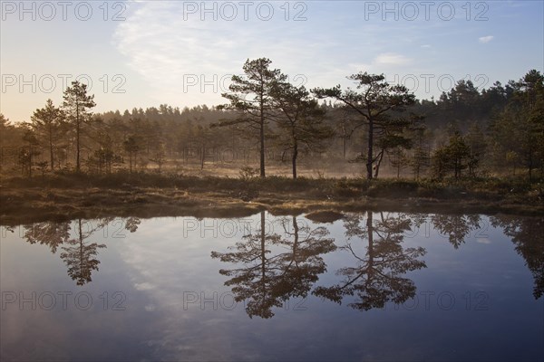 Moorland with lake and pine forest in Sweden