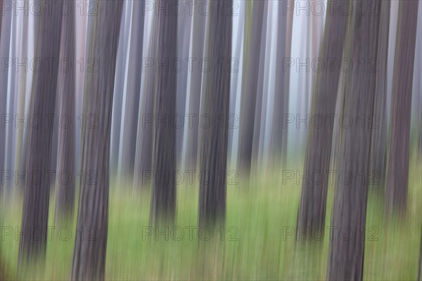 Abstract image of motion blurred Scots Pine