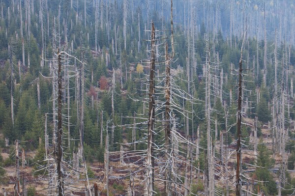 Broken dead spruce trees afflicted by European spruce bark beetle
