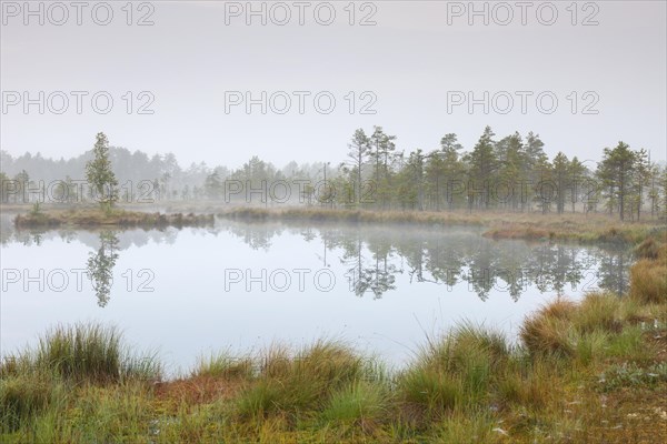 Pond in moorland of the Knuthoejdsmossen