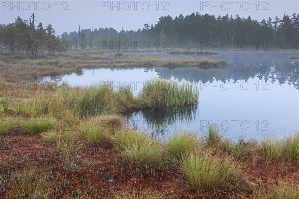 Pond in moorland of the Knuthoejdsmossen