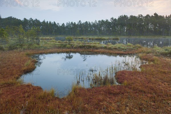 Pond in moorland of the Knuthoejdsmossen