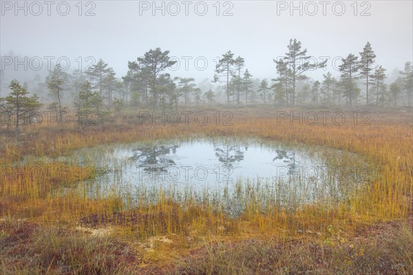 Pond in moorland of the Knuthoejdsmossen