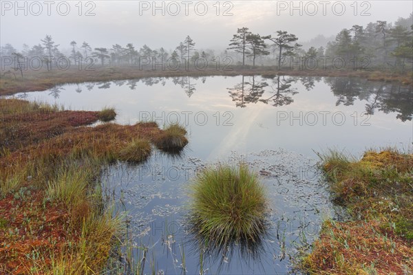 Pond in moorland of the Knuthoejdsmossen