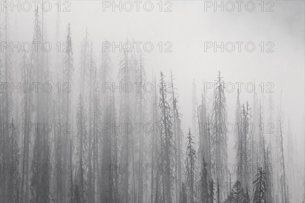 Charred lodgepole pines burned by forest fire silhouetted in the mist