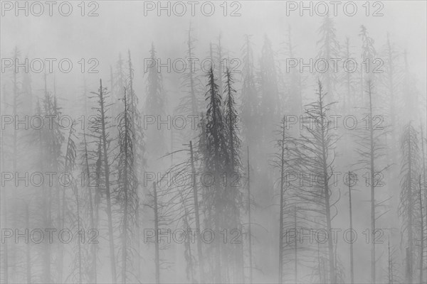 Charred lodgepole pines burned by forest fire silhouetted in the mist