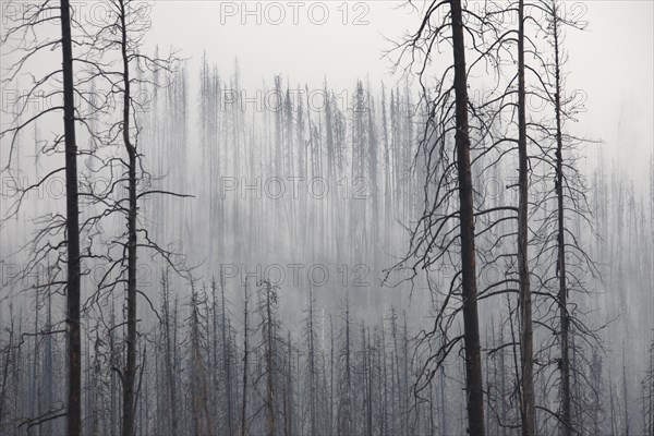 Charred tree trunks burned by forest in the mist