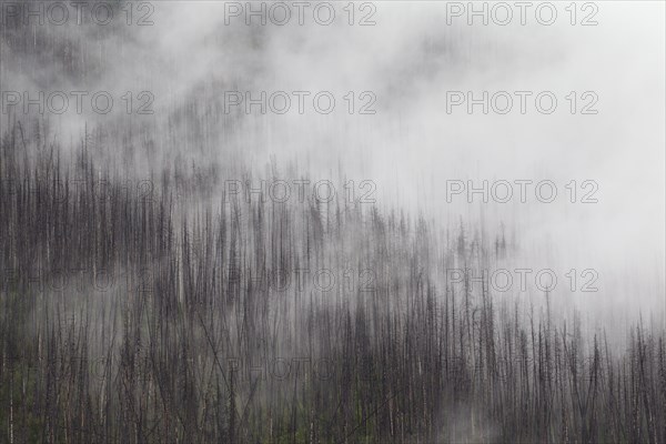 Charred lodgepole pines burned by forest fire