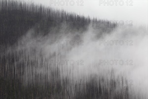 Charred lodgepole pines burned by forest fire